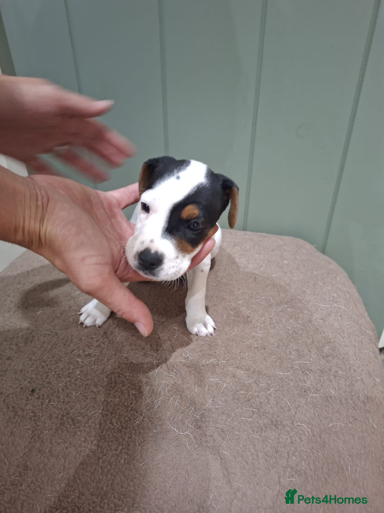 Jack Russell dogs Jack Russell Terrier Puppies for Sale - Advert 2
