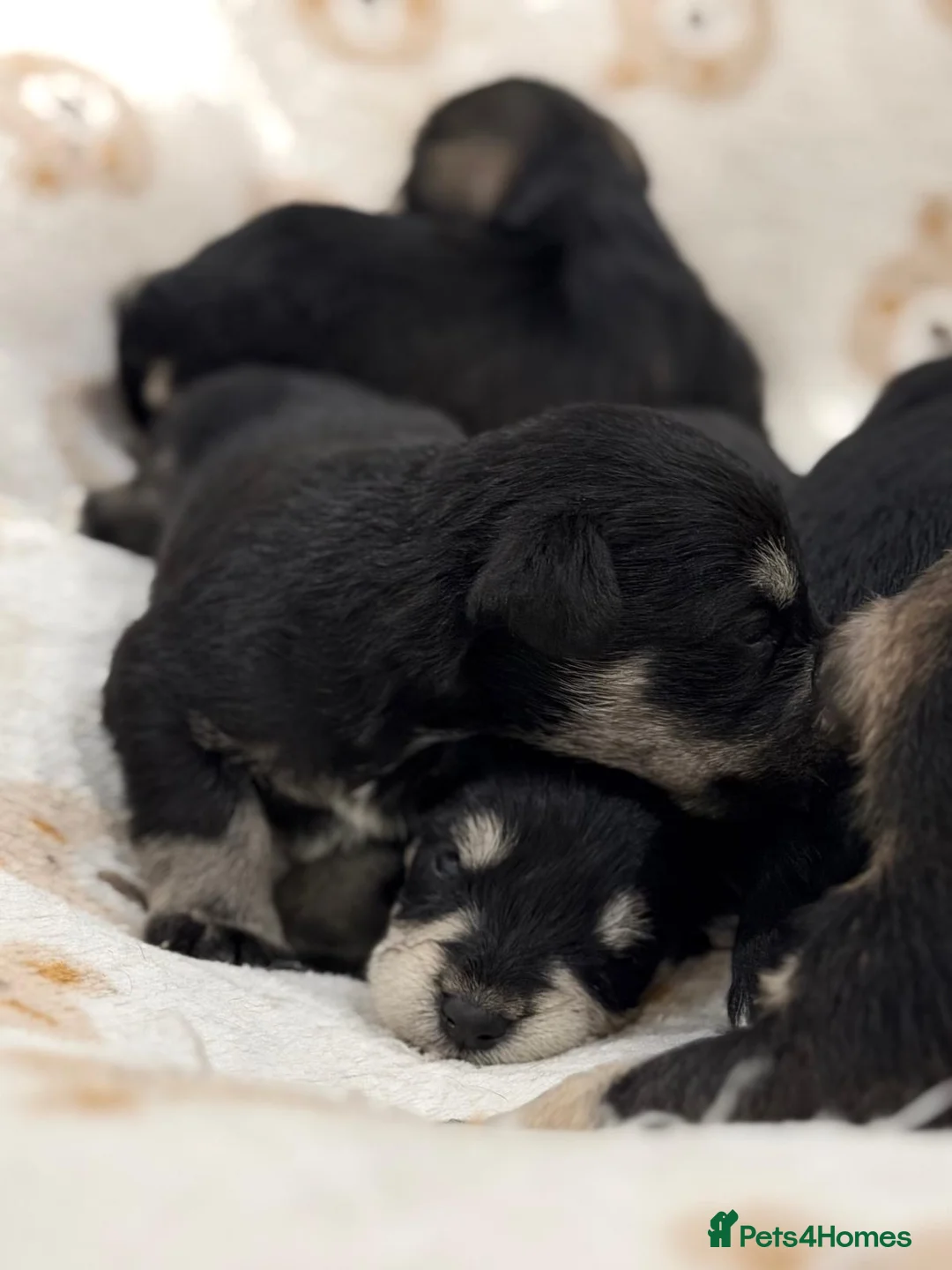 Miniature Schnauzer dogs for sale: Outstandung KC reg Miniature Schnauzer puppies - Advert 9