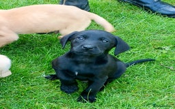 Labrador Retriever dogs for sale: Working Labrador pups  - Image 4