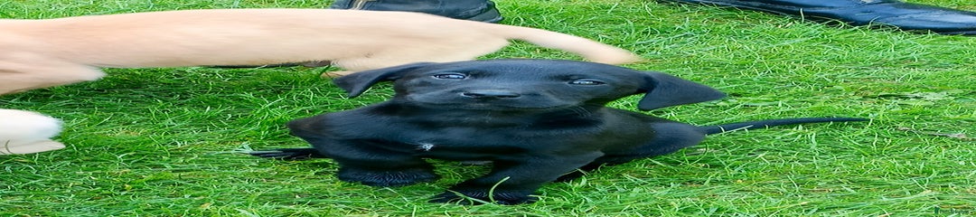 Labrador Retriever Puppy 5