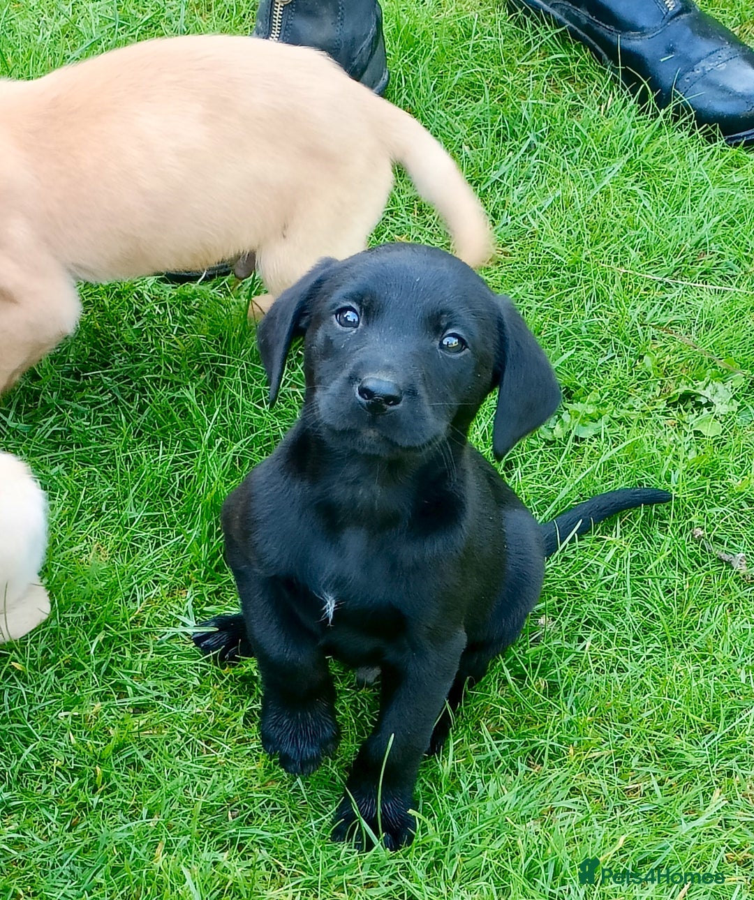 Labrador Retriever dogs for sale: Working Labrador pups  - Image 4