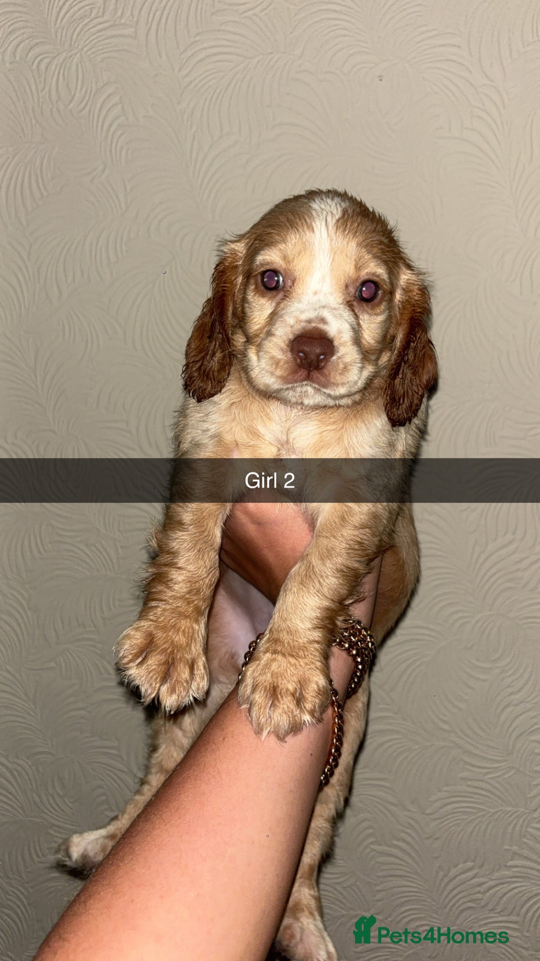 Cocker Spaniel dogs for sale: 2 cream and white cocker spaniel puppies - Image 4