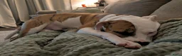 Mixed Breed dogs for sale: Bruce - Advert 5