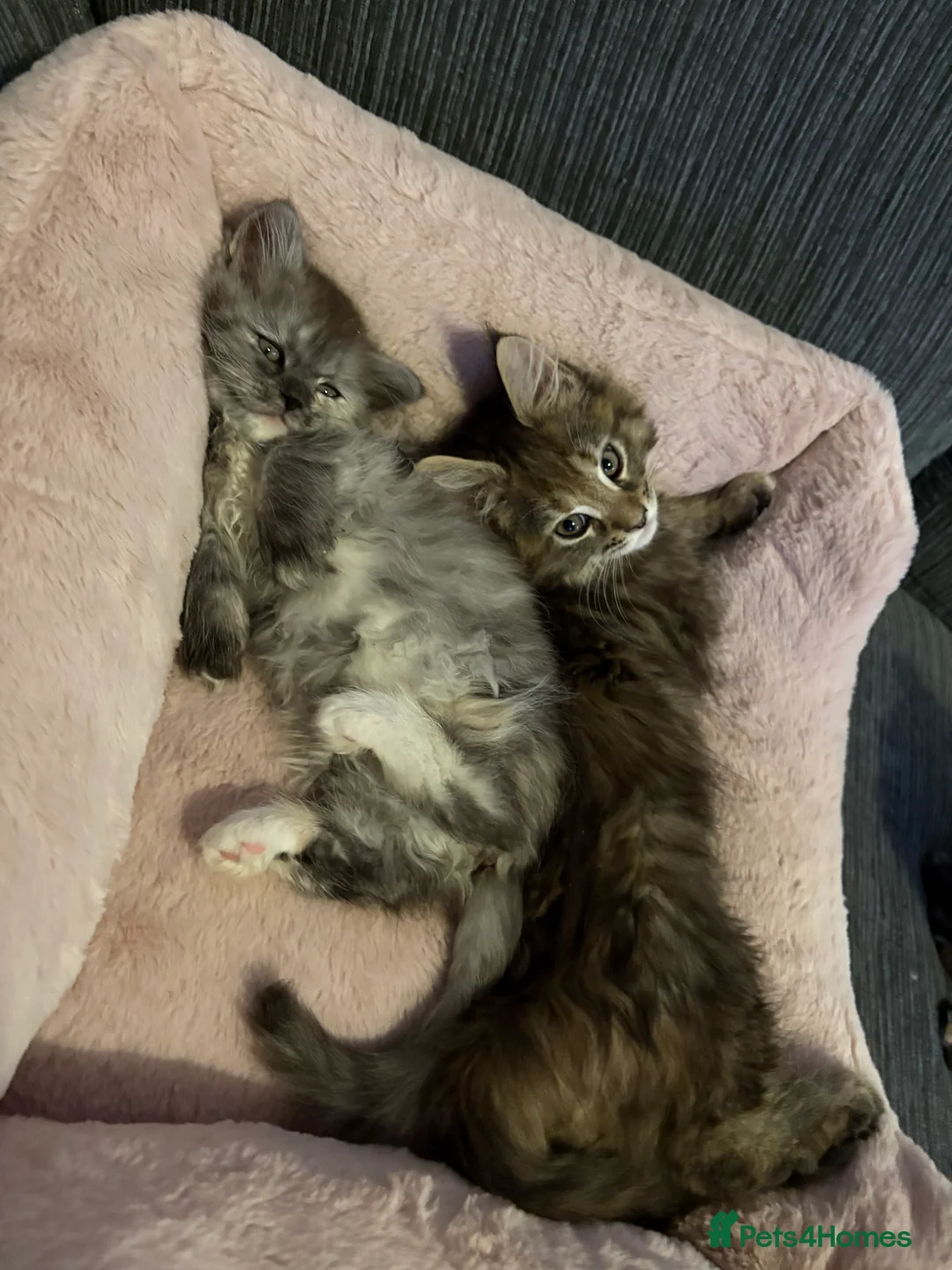 Munchkin cats for sale: Persian Munchkin kittens  - Advert 10