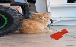 Maine Coon cats for sale: 🐾 Maine Coon Kittens X needing forever home 🐾 - Image 6
