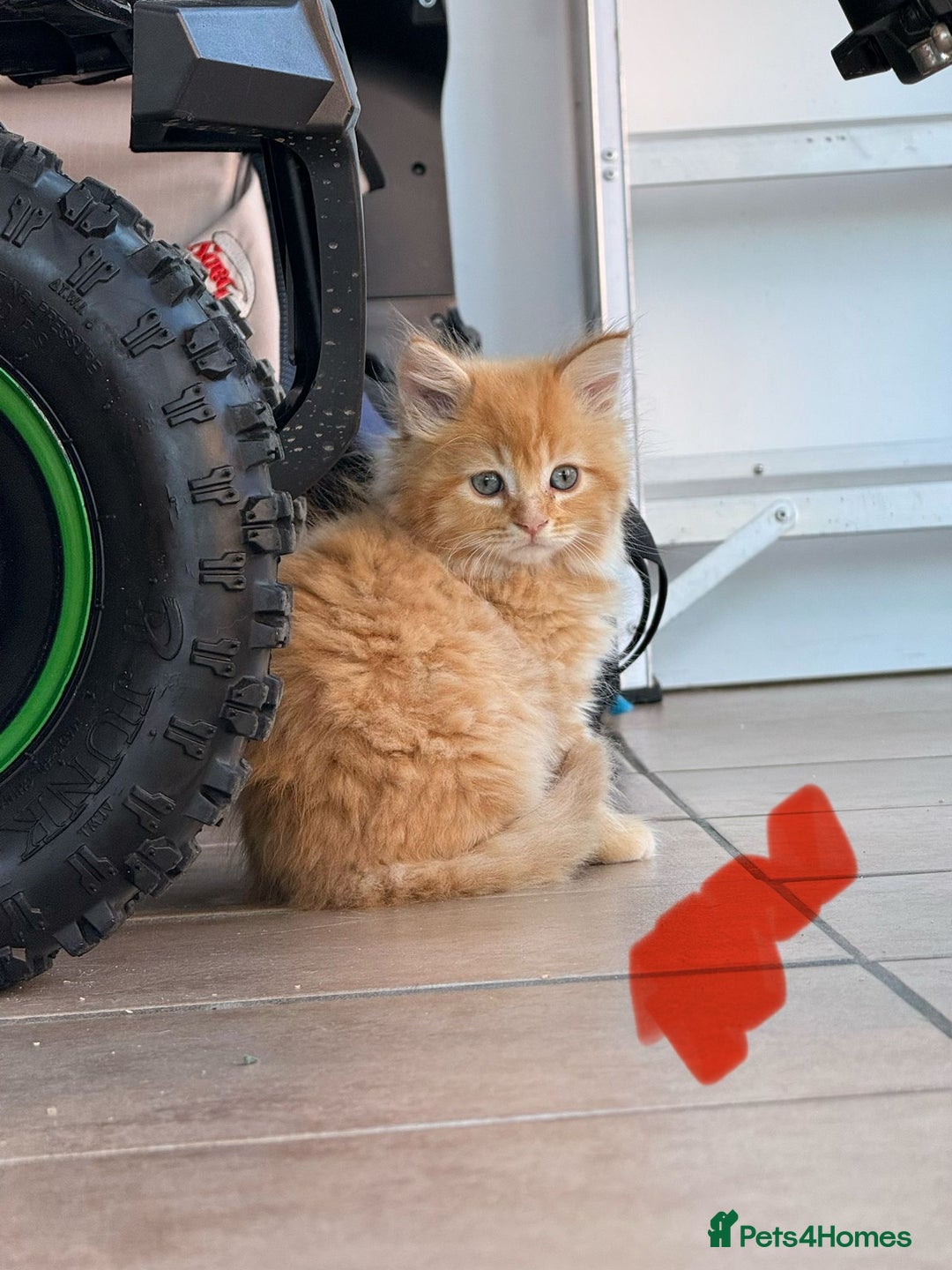 Maine Coon cats for sale: 🐾 Maine Coon Kittens X needing forever home 🐾 - Image 6