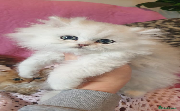 Persian cats 💖Beautiful Pedigree Chinchilla Persian Kittens. - Advert 14