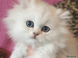Persian cats 💖Beautiful Pedigree Chinchilla Persian Kittens. - Advert 2