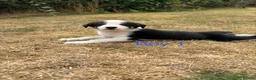 Border Collie dogs for sale: Border collie puppies for sale  in Montgomery - Advert 16