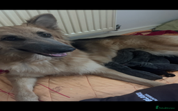 German Shepherd dogs for sale: RARE BLUE/BLACK KC REG GSD PUPS 💙 🐾 - Image 10