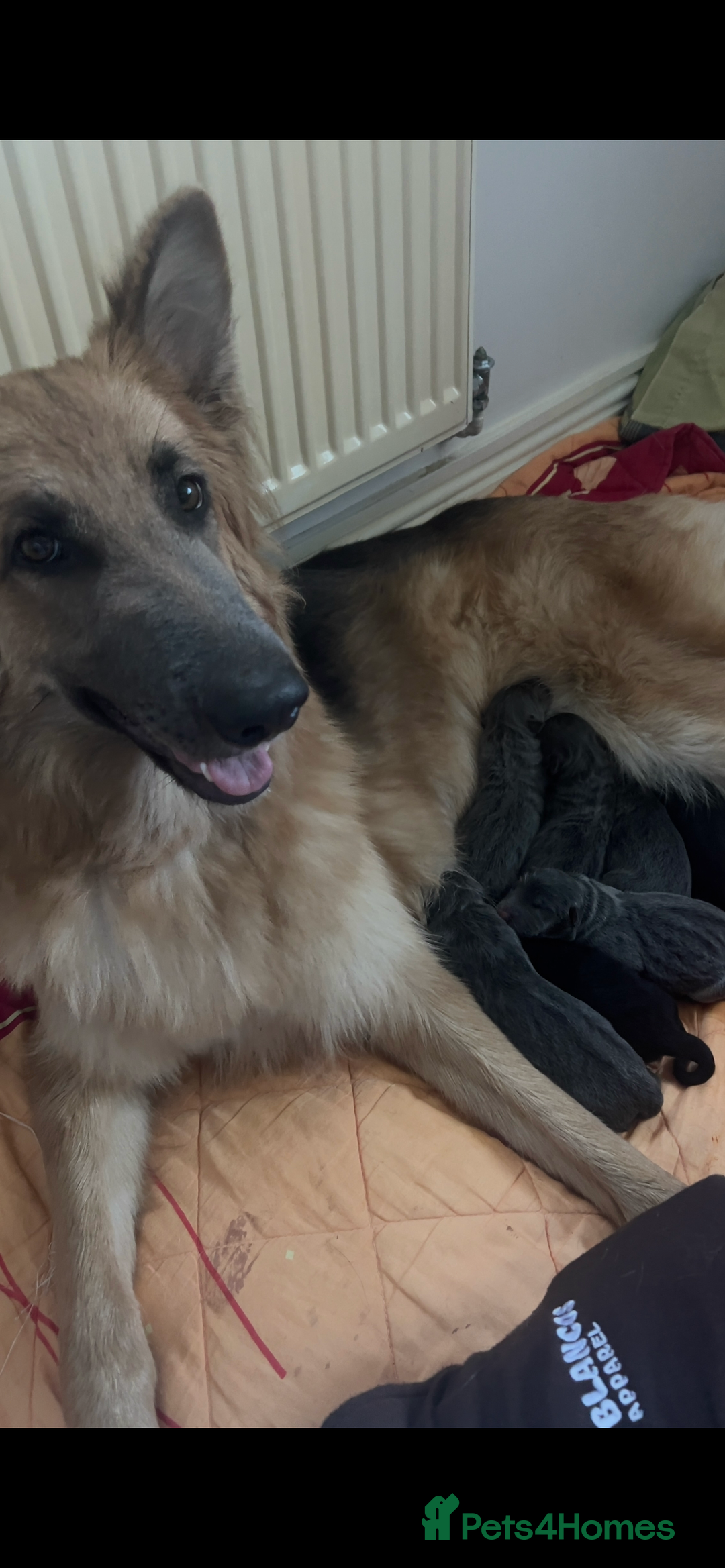 German Shepherd dogs for sale: RARE BLUE/BLACK KC REG GSD PUPS 💙 🐾 - Image 10