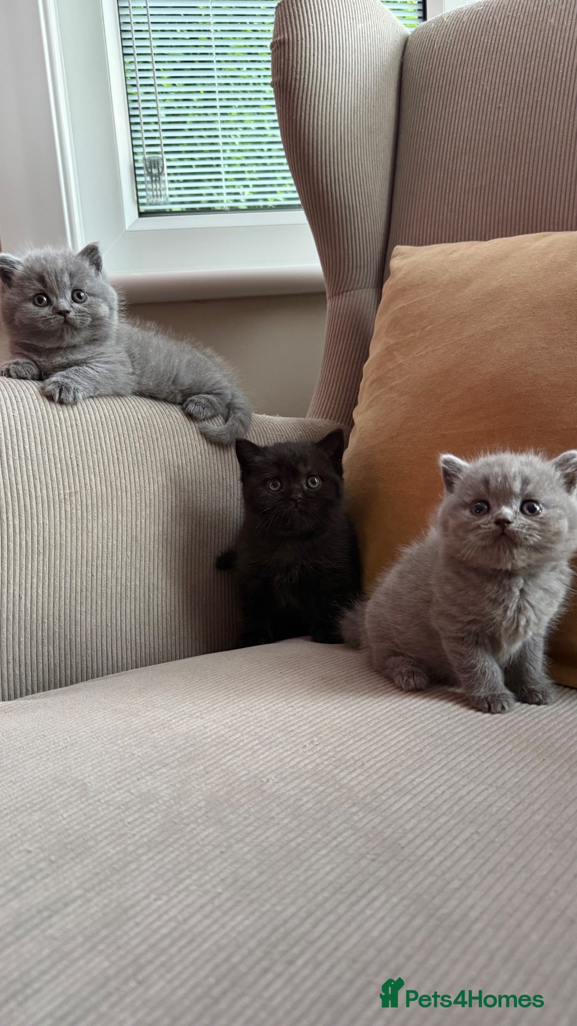 British Shorthair cats Stunning British short hair kittens  - Advert 1