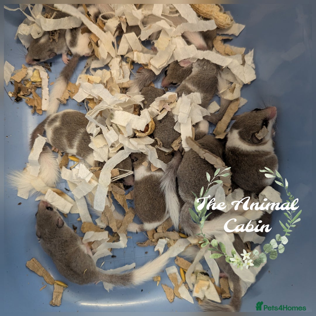 Mouse rodents for sale: Pied African Pygmy Dormice - male - Advert 1