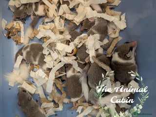 Mouse rodents Pied African Pygmy Dormice - male - Advert 1