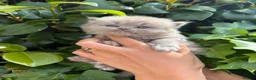 British Shorthair cats for sale: Gccf British Shorthair & Longhair Kittens - Advert 5