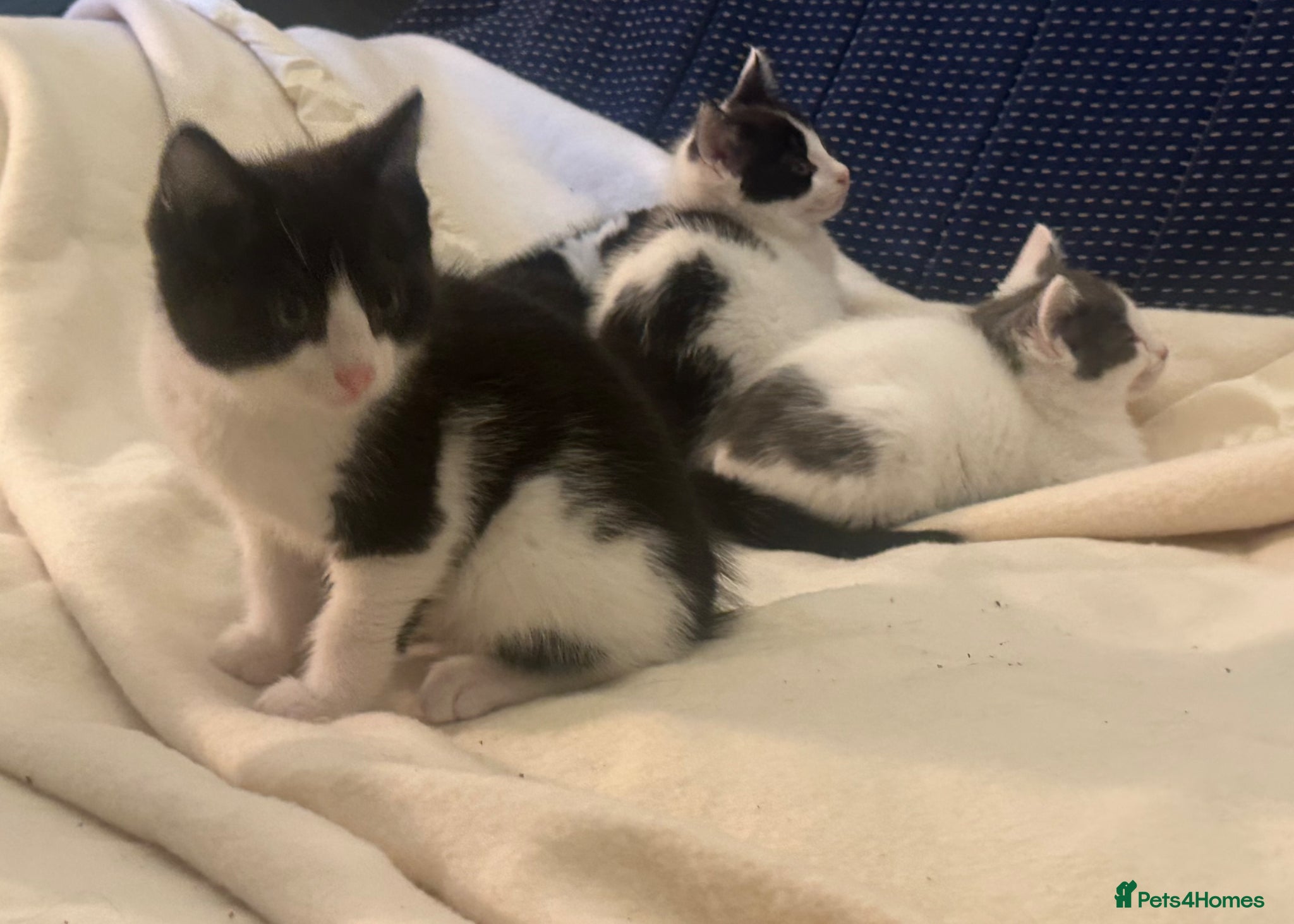 Mixed Breed cats Adorable moggie litter  - Advert 6