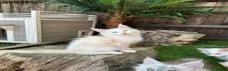 Maine Coon cats for sale:     🌟🌟Amazing Kittens Maine Coon 🌟🌟 - Advert 5