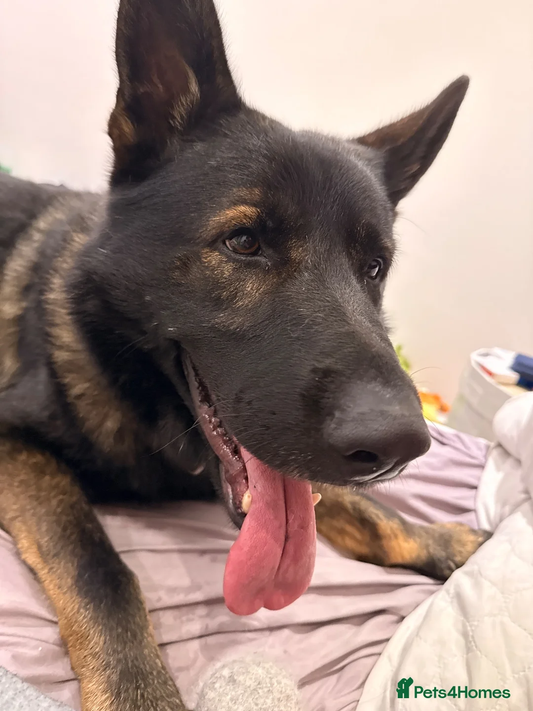 German Shepherd dogs for sale: Loving German Shepherd Looking for Forever Home - Advert 2