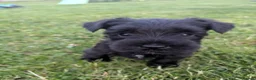 Miniature Schnauzer dogs for sale: KC Registered Miniature Schnauzer Puppies  - Advert 15