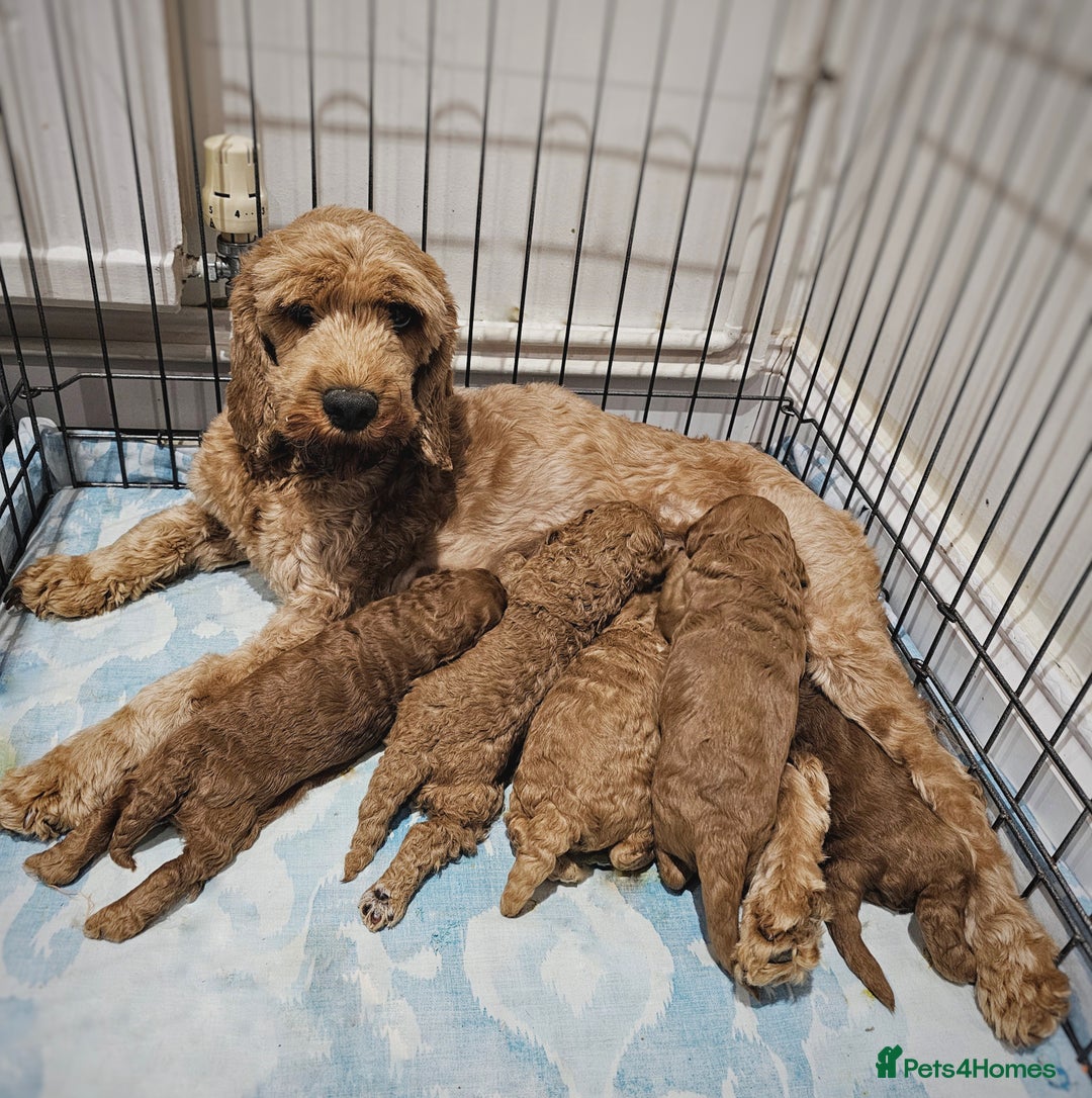 Cavapoo dogs for sale: Adorable F1b Cavapoo Puppies Ready 15th November - Image 5