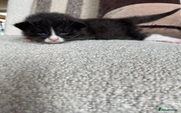 Maine Coon cats for sale: Mainecoons  - Image 3