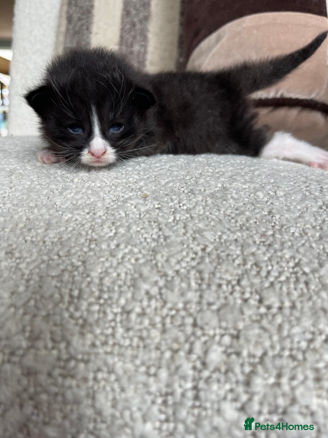 Maine Coon cats for sale: Mainecoons  - Image 3