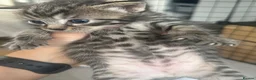 Siberian cats for sale: X4 fluffy Siberian x tabby kittens  in Romford - Advert 21