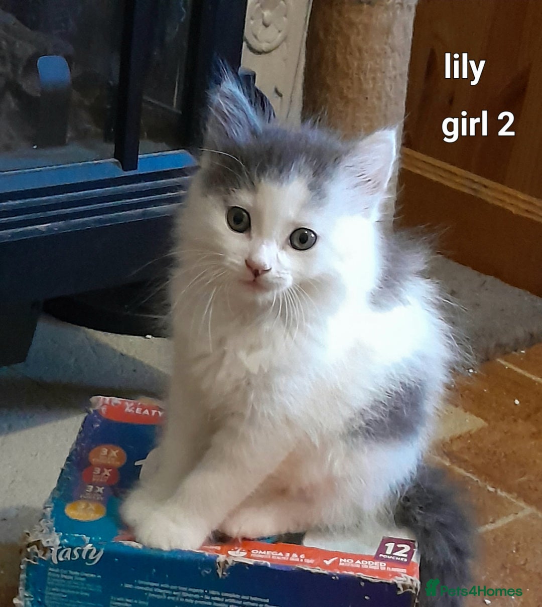 Siamese cats for sale: Bi colour blue and white kittens - Image 16
