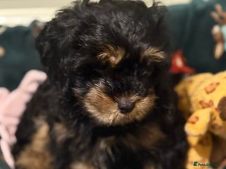 Shihpoo dogs Only one boy left 💕 - Advert 12