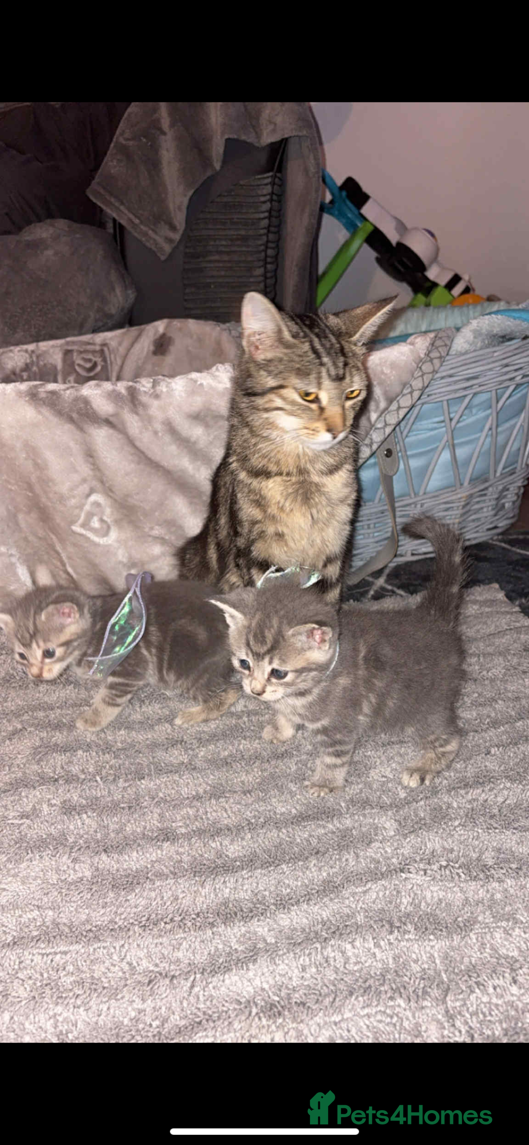 British Shorthair cats for sale: 1 male shorthair💙2 female💗🏡 - Advert 8