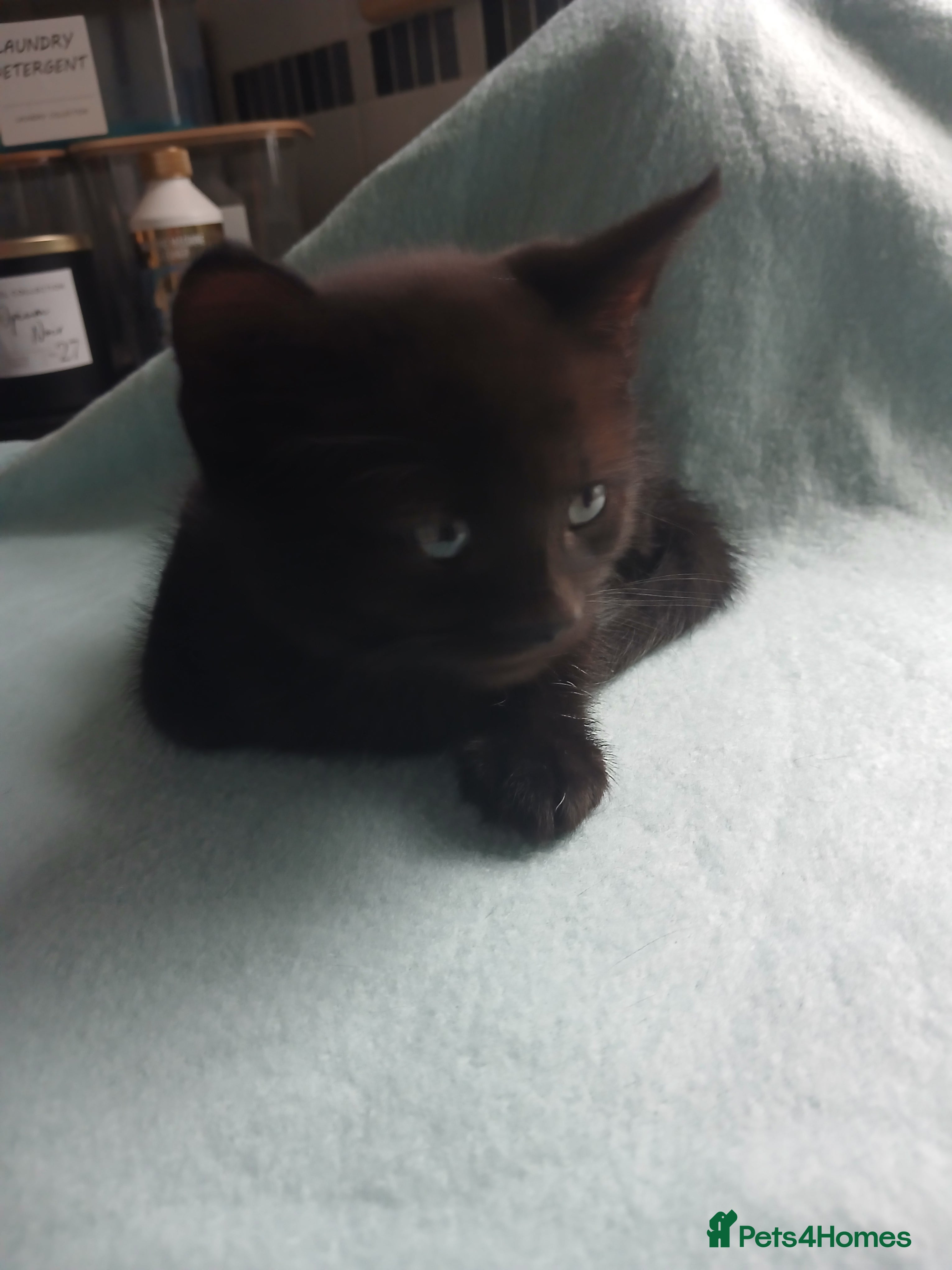 Mixed Breed Kitten 4