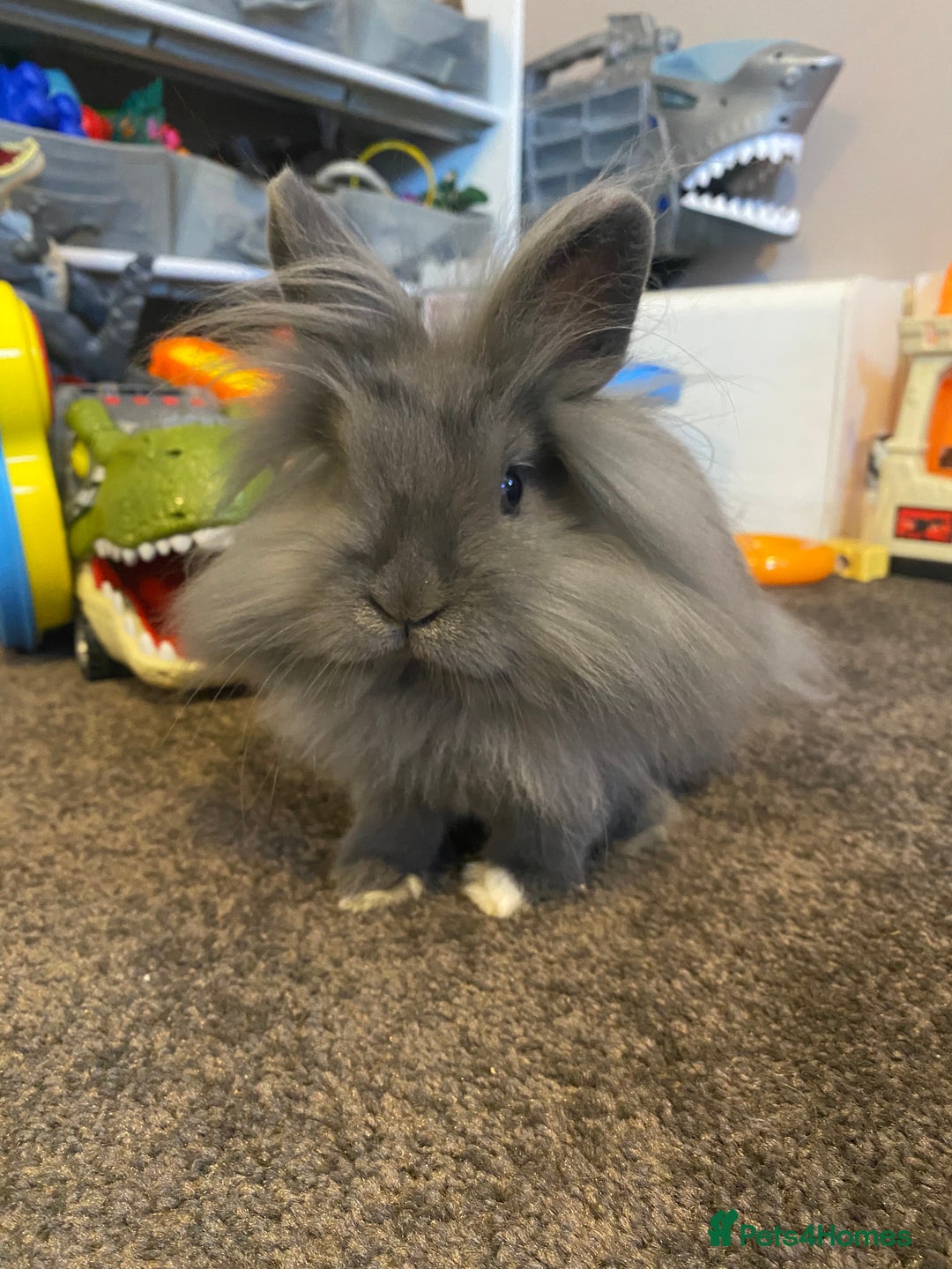 Lionhead rabbits for sale: Lionhead female rabbit & 2 tiered cage - Advert 1