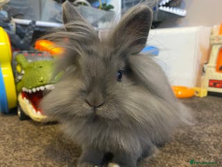 Lionhead rabbits Lionhead female rabbit & 2 tiered cage - Advert 15