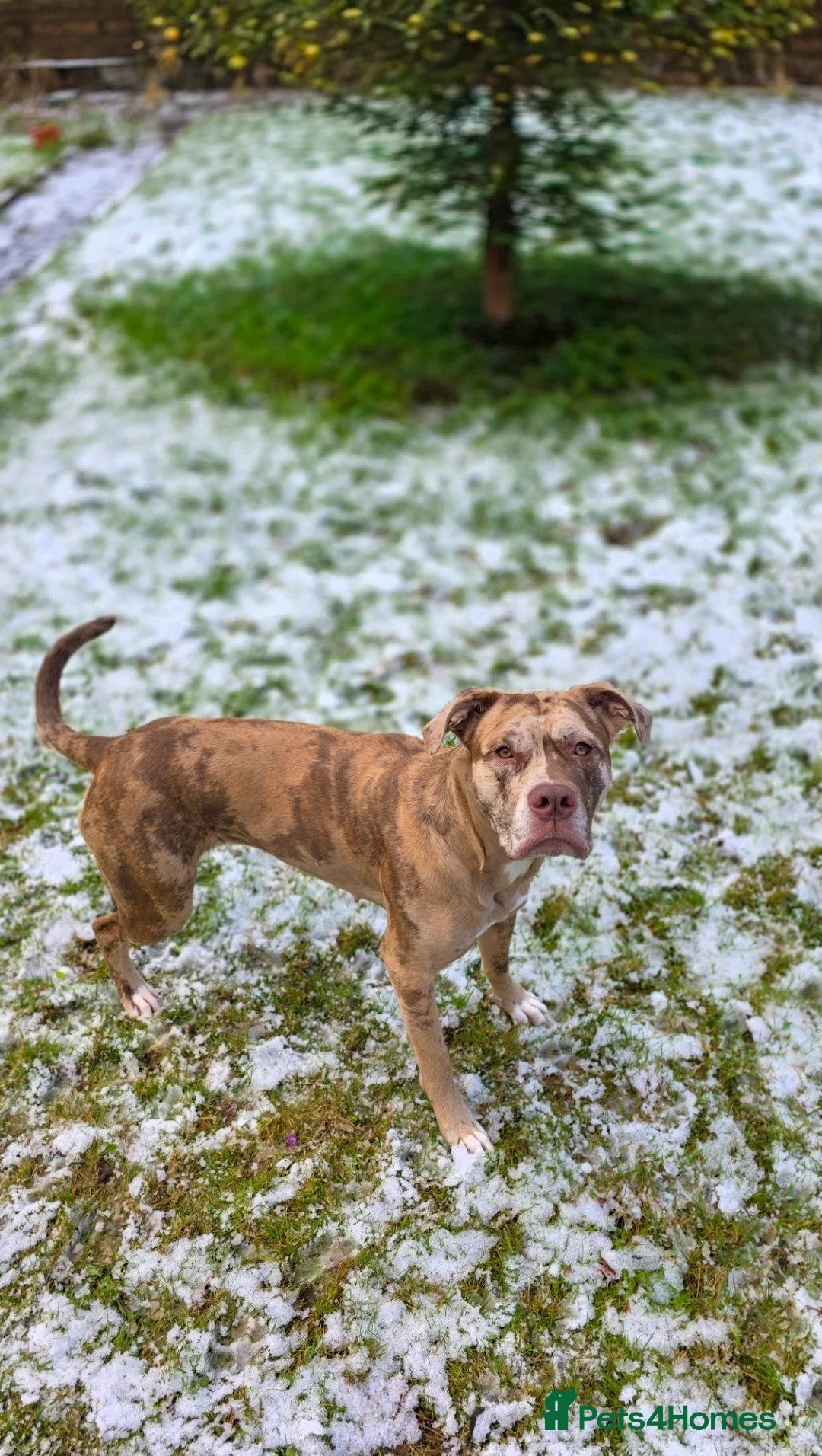 Mixed Breed dogs for sale: Great Dane  ** tiffs in Ellon - Advert 2