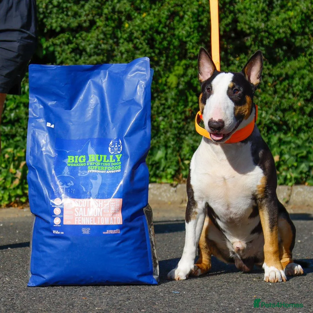 English Bull Terrier dogs for stud: FULL HEATH CHECKED QUALITY STUD 🥇 in Newport Pagnell - Advert 6