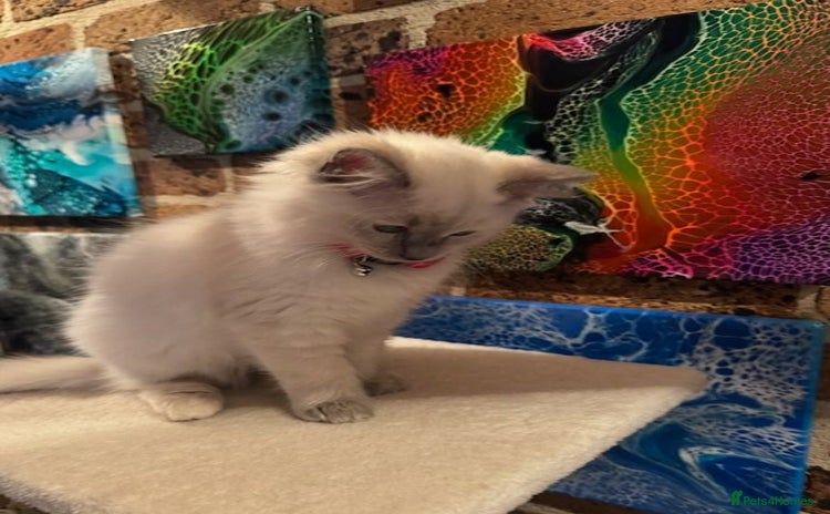 Ragdoll cats - Advert 2