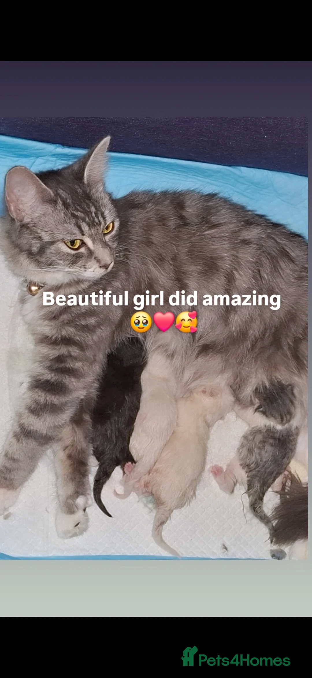 Mixed Breed cats for sale: Ragdoll x Scottish straight kittens - Advert 2