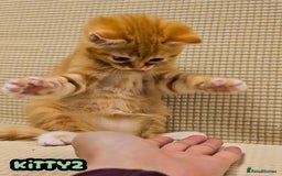 British Shorthair cats for sale: Adorable Kittens Ready For Reservation  - Image 36