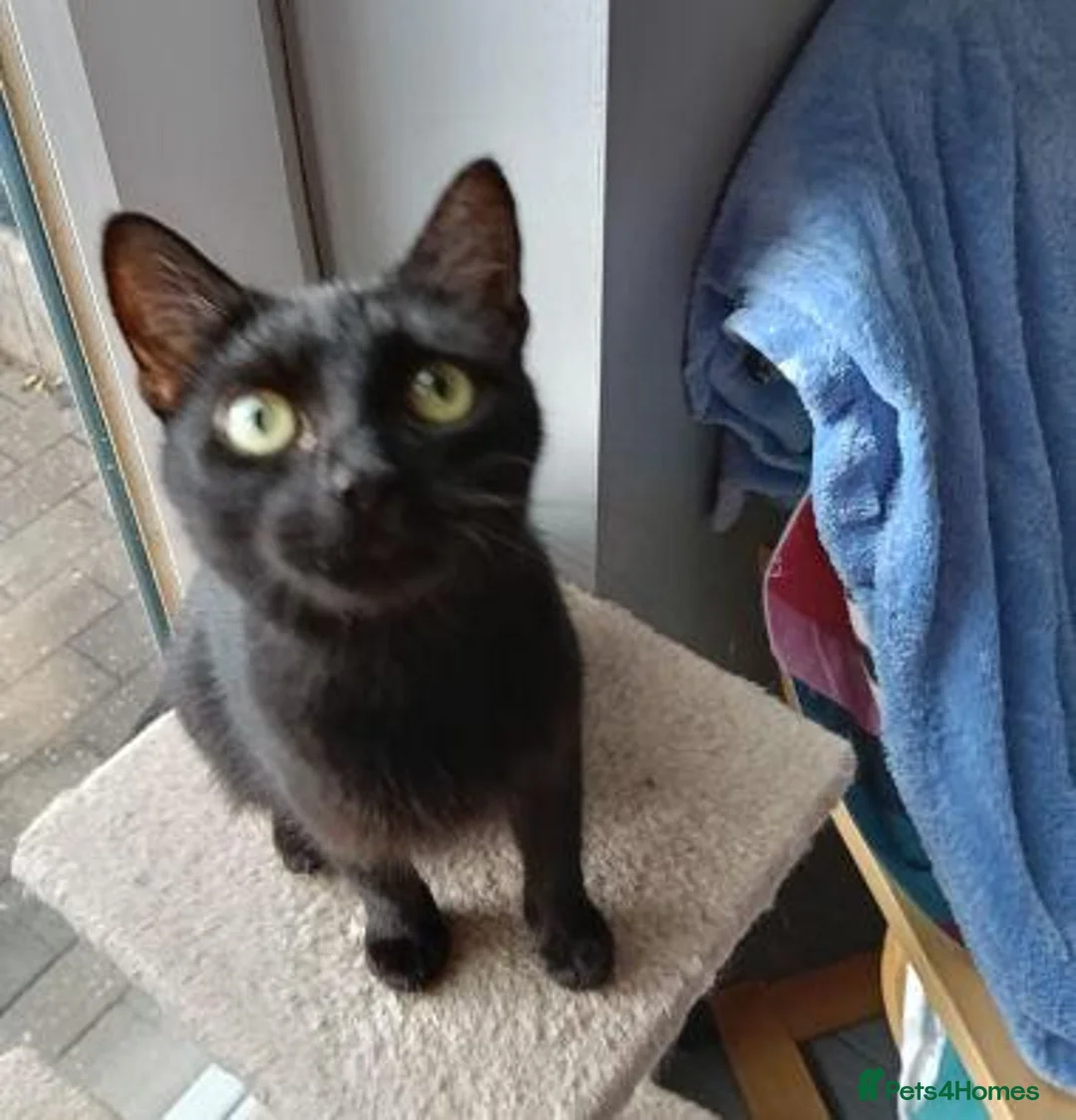 Mixed Breed cats for adoption: LENA. - Advert 9
