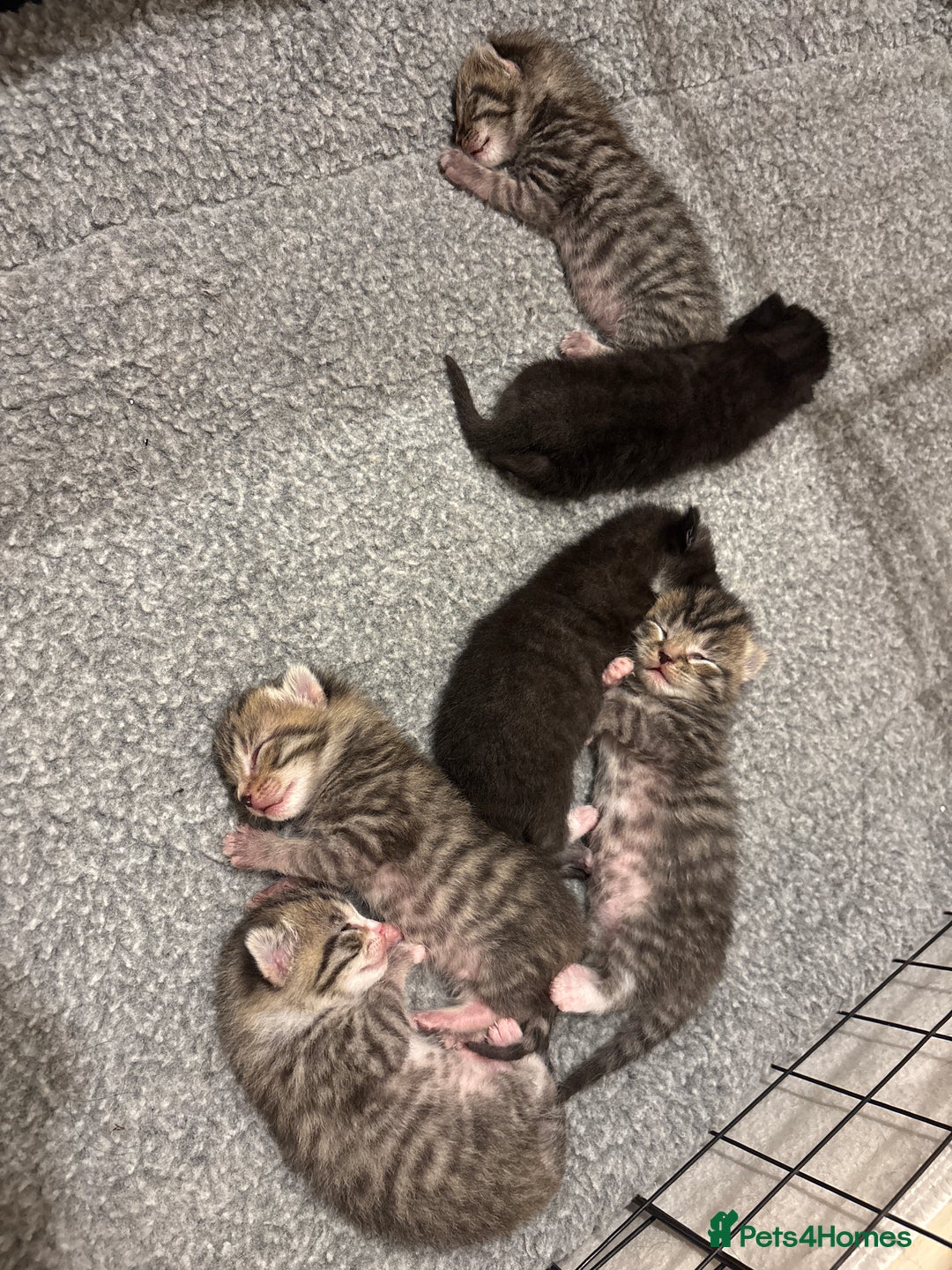 Mixed Breed cats for sale: 2 Tabby & 1 Black Female, 1 Black/White Male - Image 2