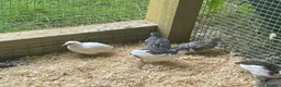Quail poultry for sale: Trios of Quail - Advert 2