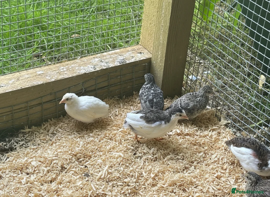 Quail poultry for sale: Trios of Quail - Advert 2