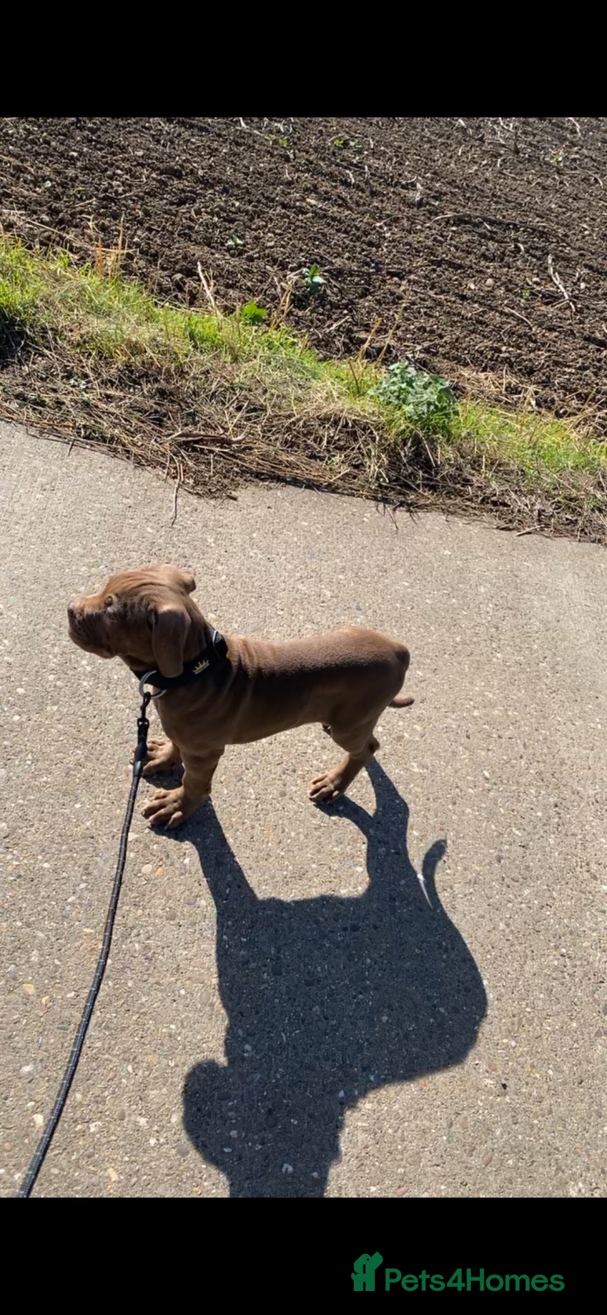 Mixed Breed dogs 12 week old chocolate brindle mastiff puppy - Advert 7