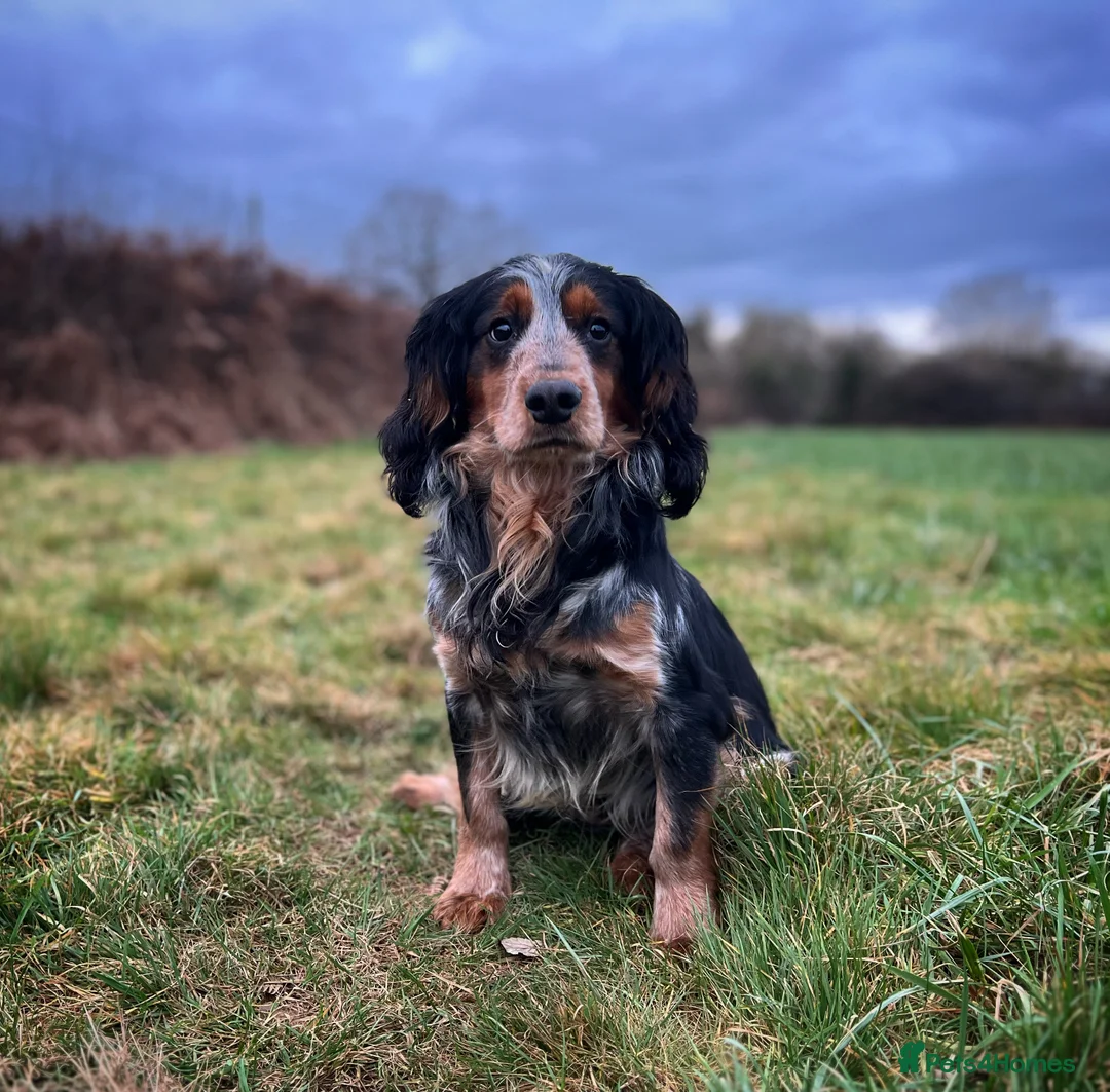 Cocker Spaniel dogs for stud: Blue roan and tan cocker stud dog in Frome - Advert 5