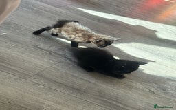 Mixed Breed cats for sale: Last 2 beautiful black marked kittens READY NOW - Image 9