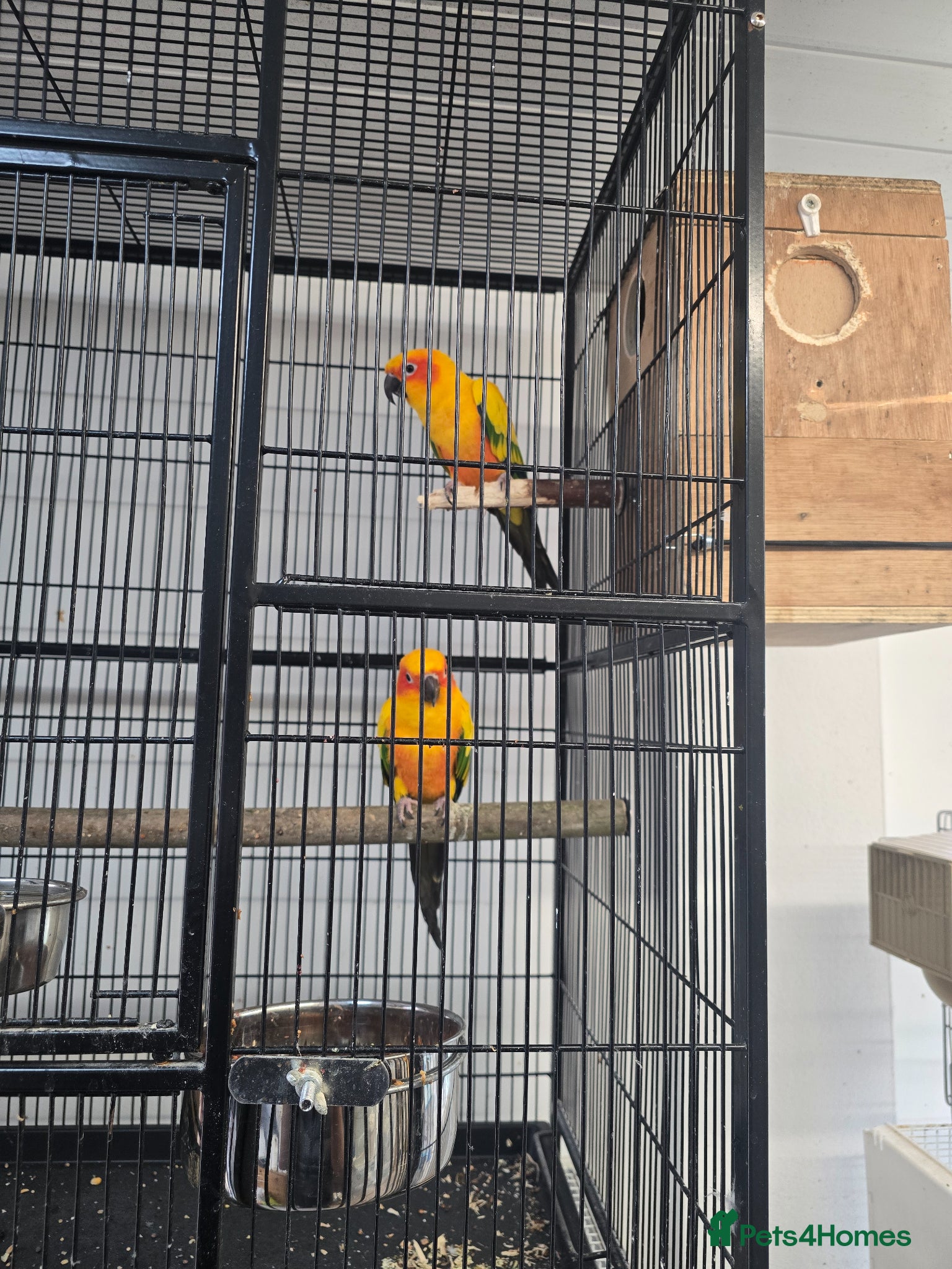 Ringnecks birds for sale: Sun Conure Proven Breeder Pair - Advert 2