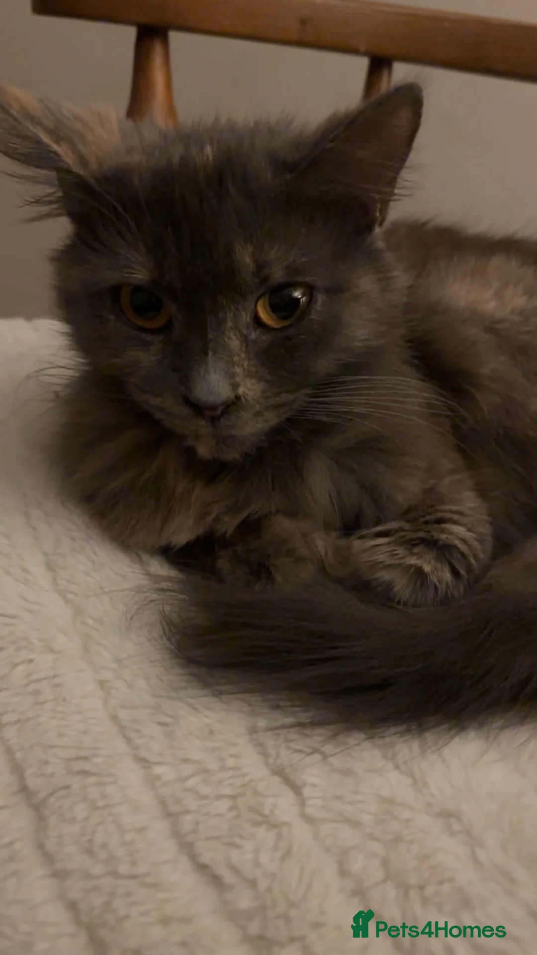 Mixed Breed cats for sale: Two black kittens  - Advert 2