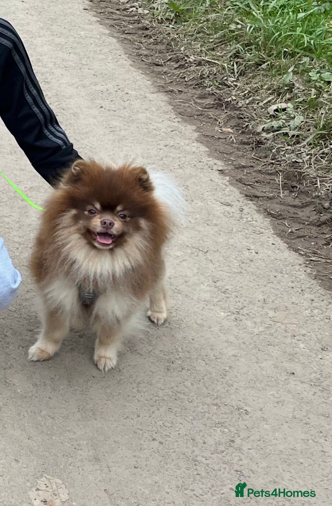 Pomeranian dogs for sale: Chocolate sable pomeranian - Advert 5