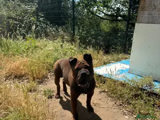 Shar Pei dogs only to 5 stars home for my Chongqinq - Advert 1