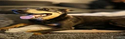 Mixed Breed dogs for sale: Australian Kelpie x Australian cattle dog puppies - Advert 8